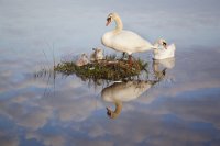 284 - SWAN FAMILY - SZWINTO HENRY - united kingdom